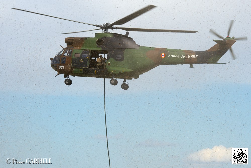 puma-gazelle-tigre_7622.jpg