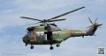 puma-gazelle-tigre_7608