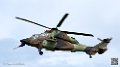 puma-gazelle-tigre_7615