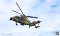 puma-gazelle-tigre_7616