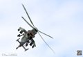 puma-gazelle-tigre_7617