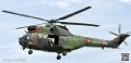 puma-gazelle-tigre_7619