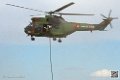 puma-gazelle-tigre_7622