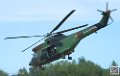 puma-gazelle-tigre_7637