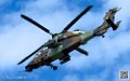 puma-gazelle-tigre_7640