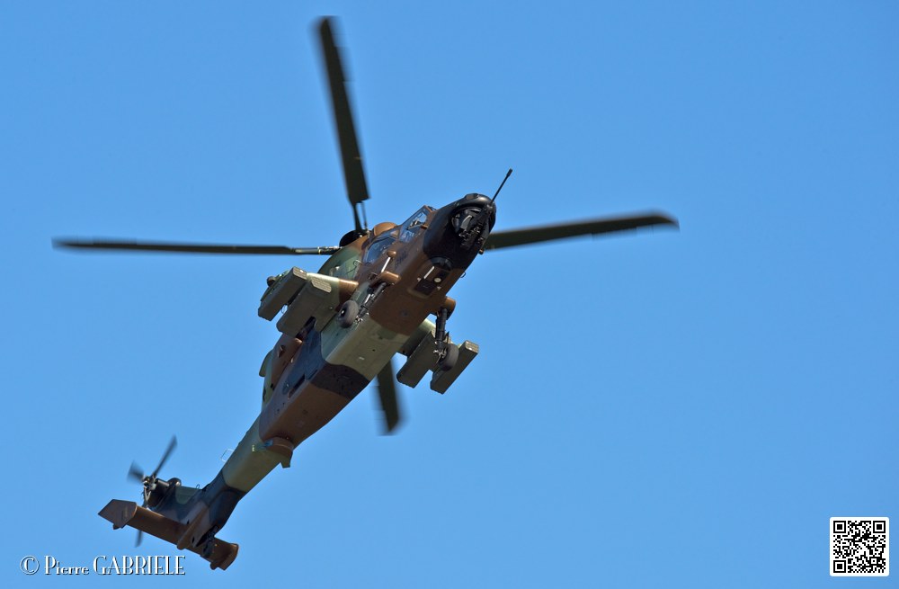 tigre_7437.jpg