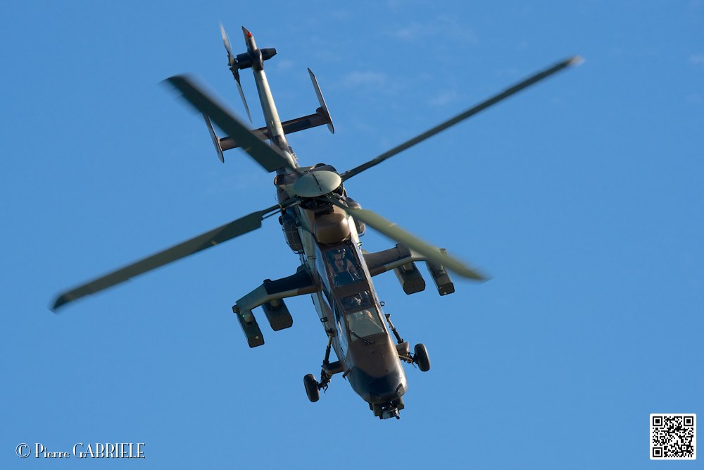 tigre_7479.jpg