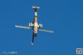 tigre_7468