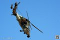 tigre_7481