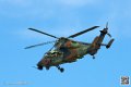 tigre_7546