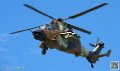 tigre_7652