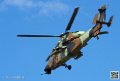 tigre_7654