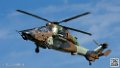 tigre_7664