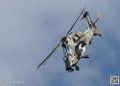 tigre_7672