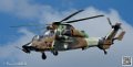 tigre_7677