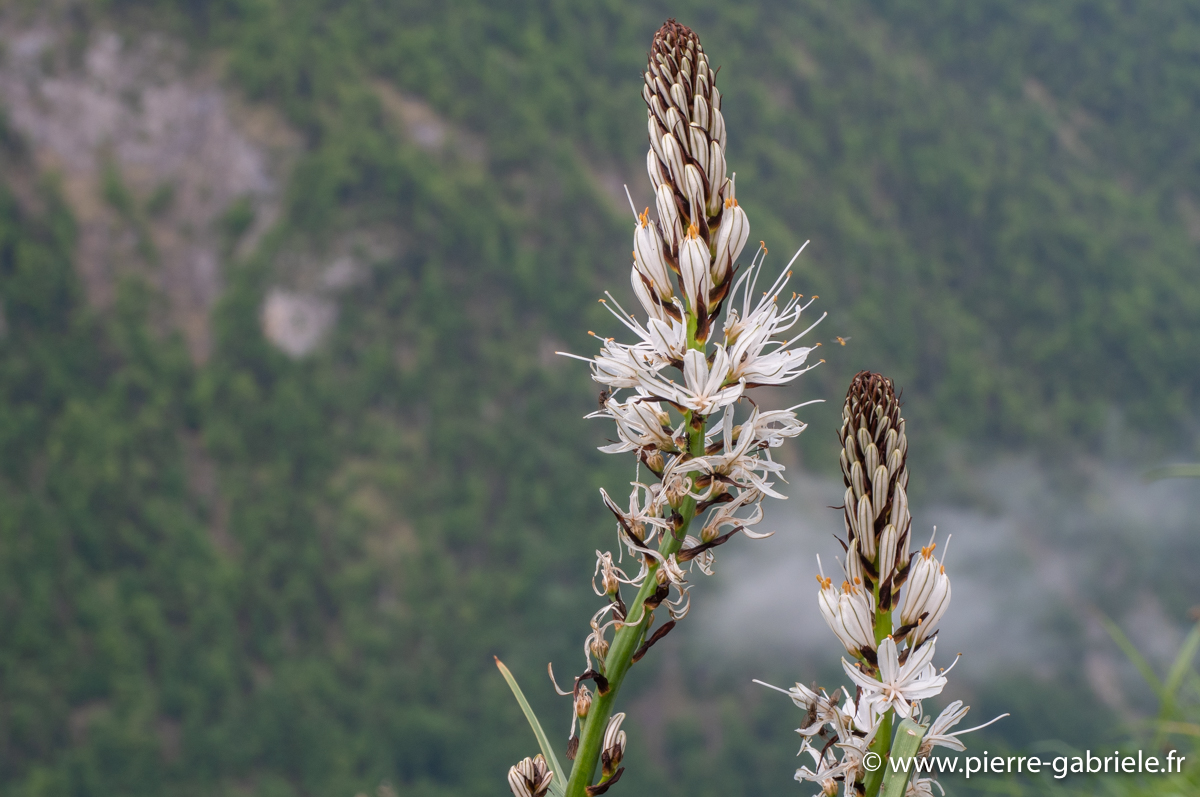 asphodele-blanc-g92_1990.jpg