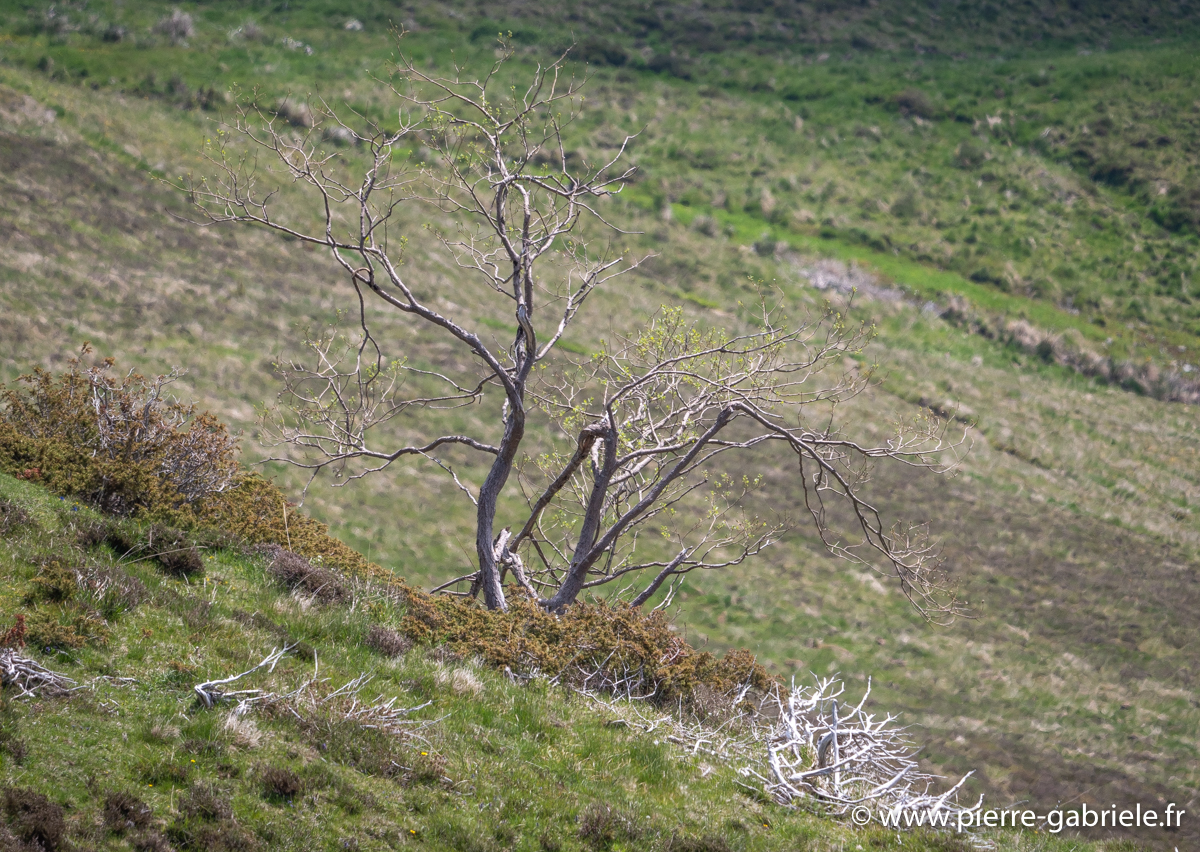 aubisque-g93_8158.jpg