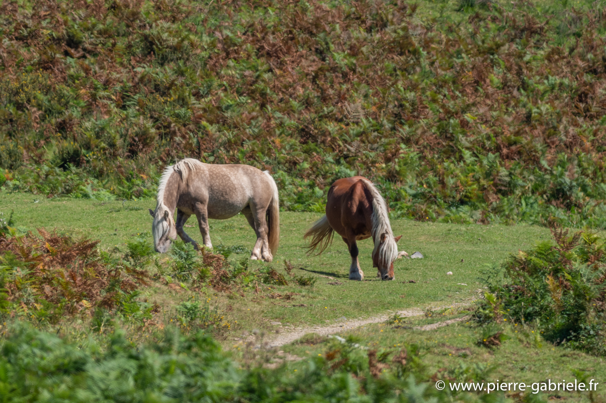 benou-chevaux-g93_1838.jpg