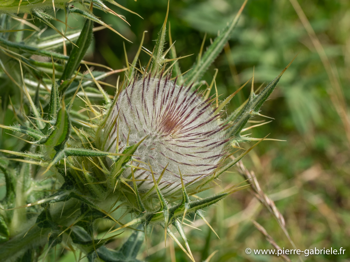 chardons-g92_2168.jpg