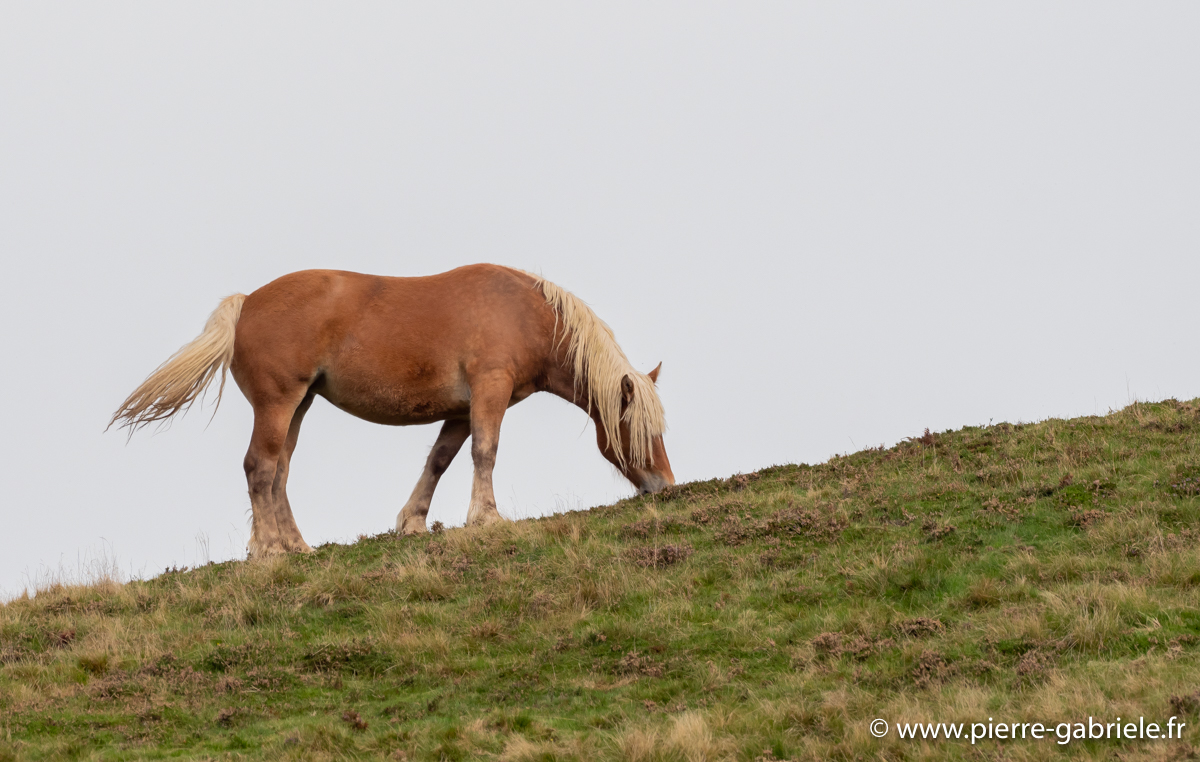 chevaux-g93_1865.jpg