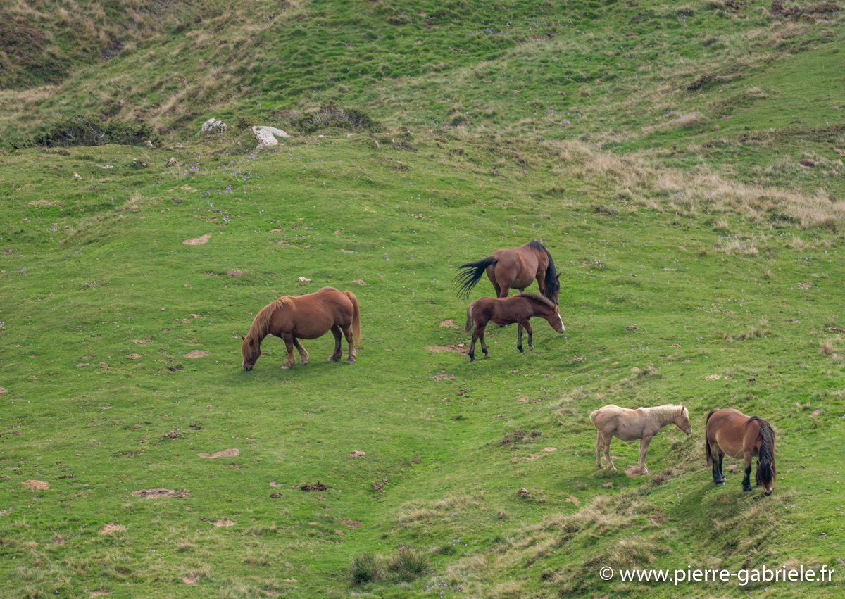 chevaux-g93_1977.jpg