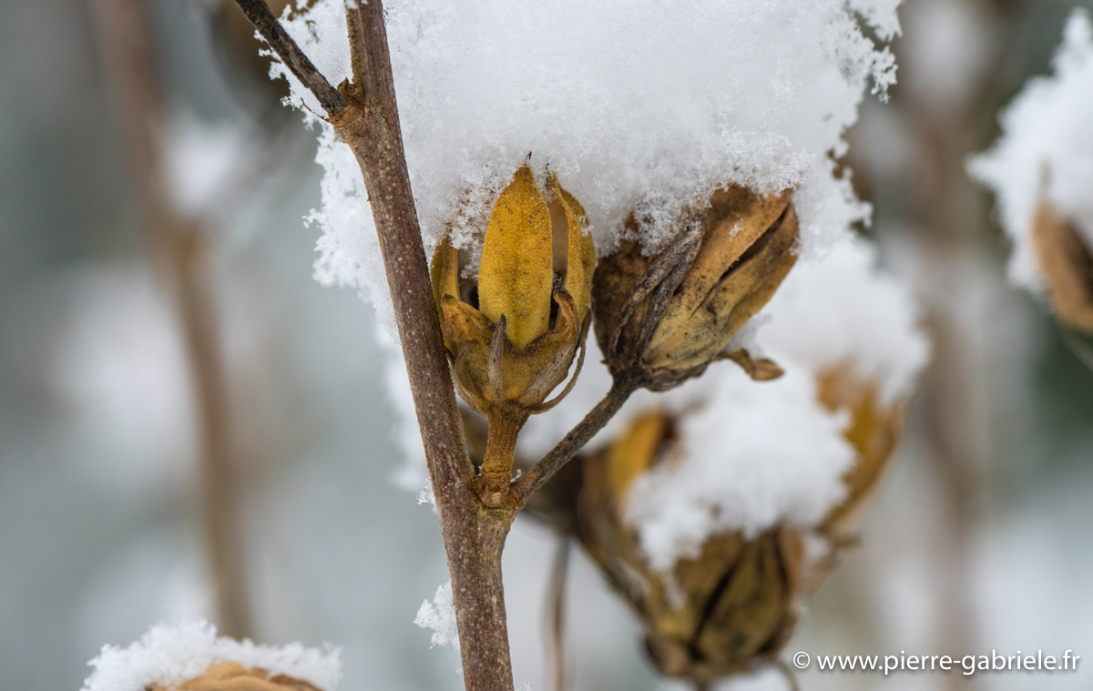 neige-g92-12-100_1509.jpg