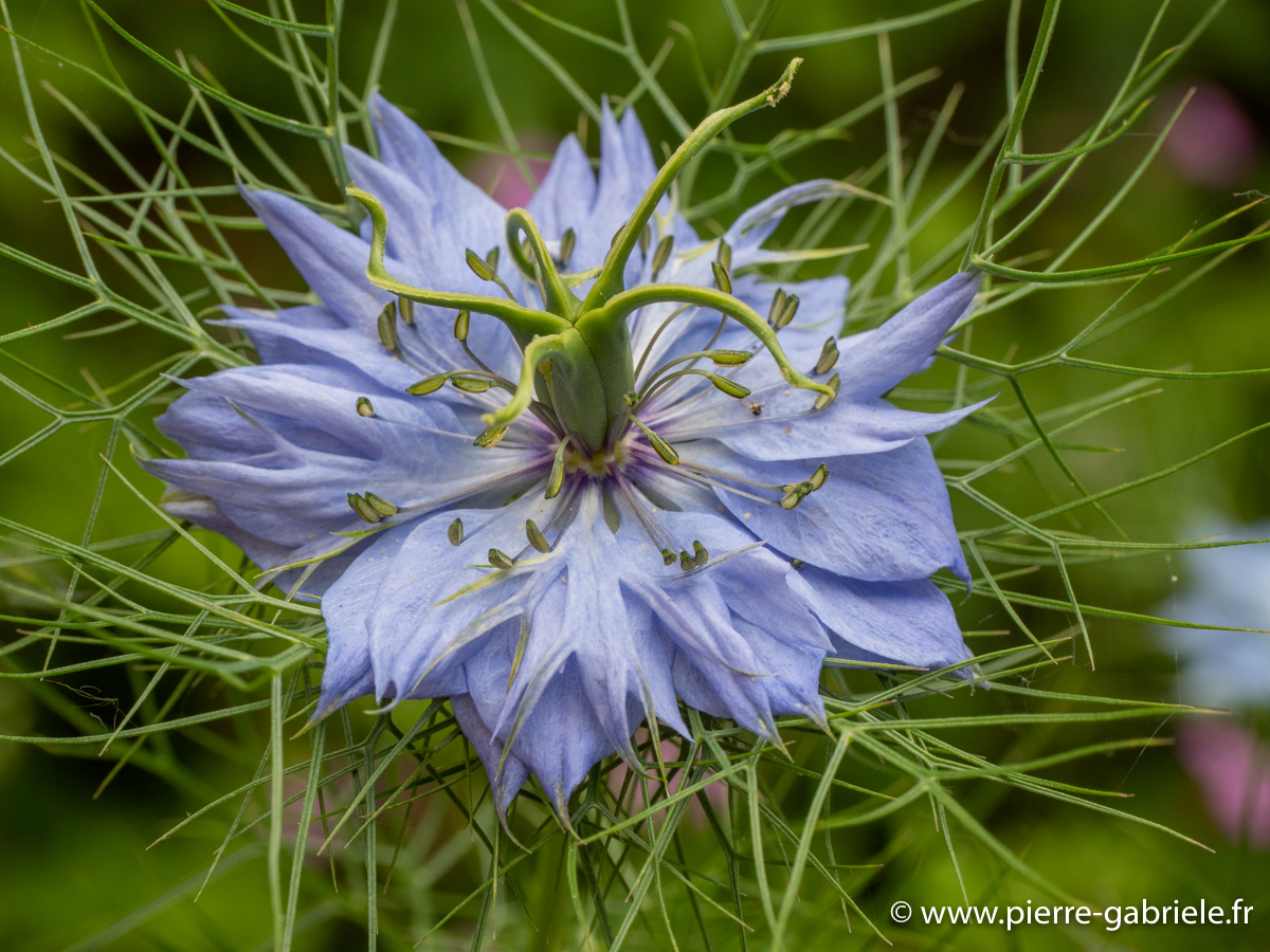 nigelle-de-damas-g92_1932.jpg