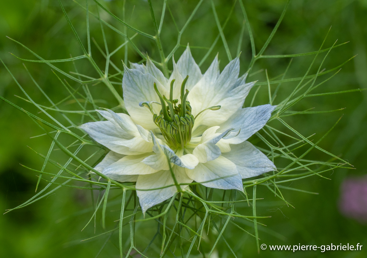 nigelle-de-damas-g92_1933.jpg