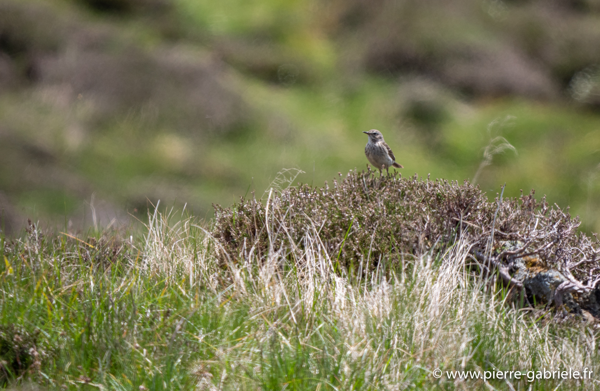 oiseau-g93_8169.jpg