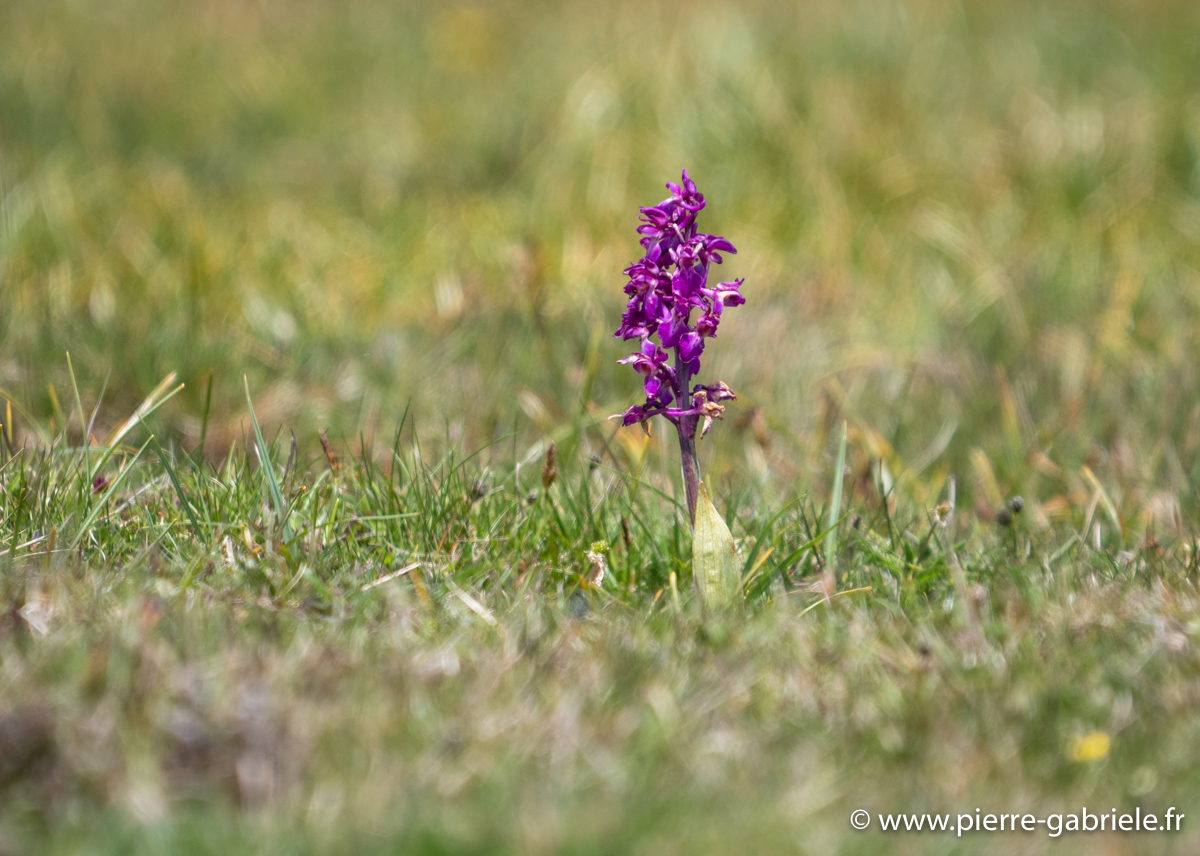 orchis-male-g93_8157.jpg
