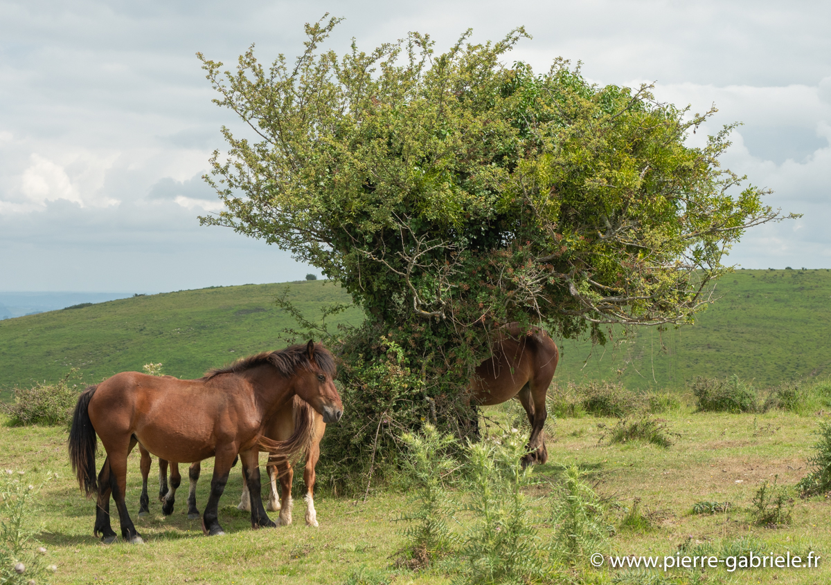 pays-basque-g92_2200.jpg