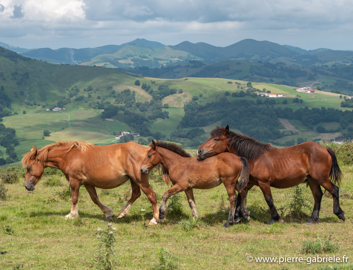 pays-basque-g92_2203.jpg