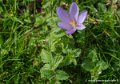 aubisque-g92_2474