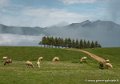 aubisque-soulor-g92_2044
