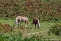 benou-chevaux-g93_1838