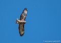 buse-g93_2113