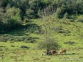 castet-g92_2438