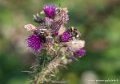 chardons-g92_2156