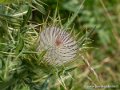 chardons-g92_2168