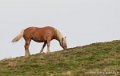 chevaux-g93_1865