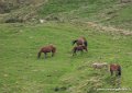 chevaux-g93_1977