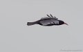 crave-g93_1993