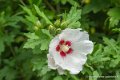 hibiscus-altea-g93_-g91_0103