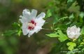 hibiscus-altea-g93_-g91_0104