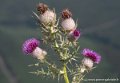 la-madeleine-g92_2339