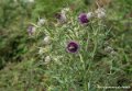 la-madeleine-g92_2366