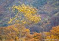 lescun-g91_1592