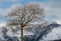 lescun-g92_1438