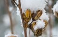 neige-g92-12-100_1509
