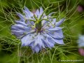 nigelle-de-damas-g92_1932